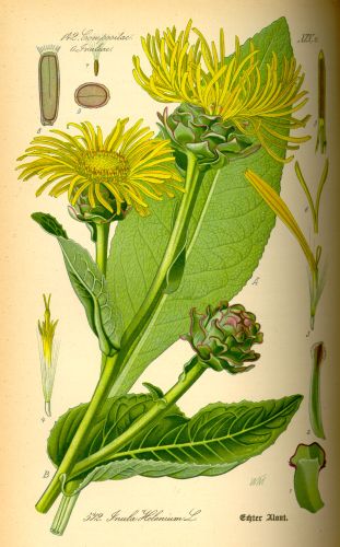 Elecampane - Inula helenium - девясил высокий